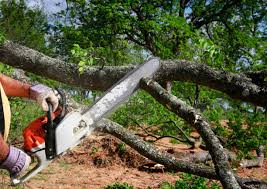 Best Tree Health Inspection  in Fox Crossing, WI