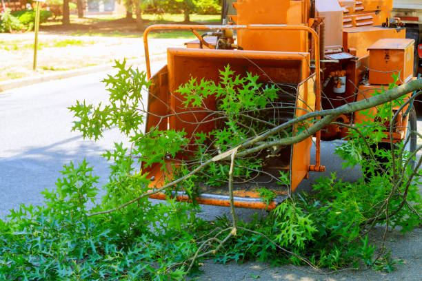 Best Storm Damage Tree Cleanup  in Fox Crossing, WI