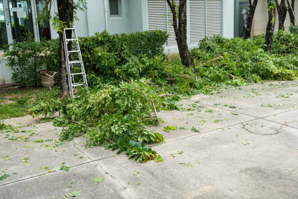 Organic Lawn Care Solutions in Fox Crossing, WI