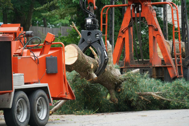 Best Hedge Trimming  in Fox Crossing, WI