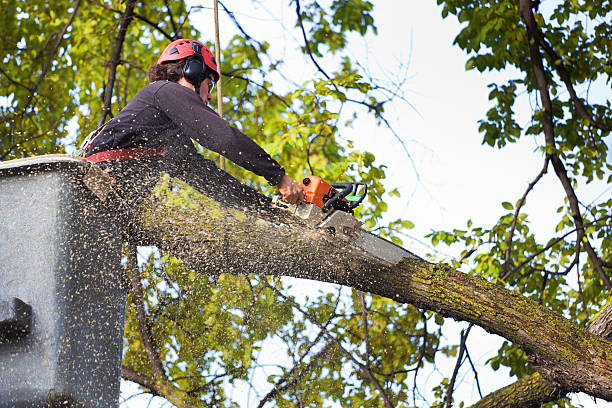 Best Arborist Consultation Services  in Fox Crossing, WI
