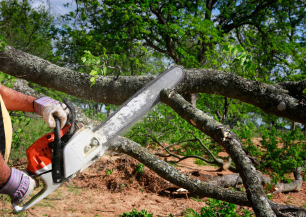 Best Utility Line Clearance  in Fox Crossing, WI